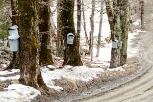 buckets on trees